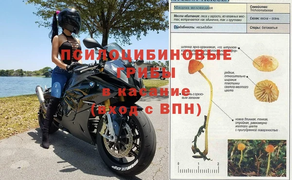 хмурый Аркадак