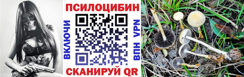 kraken ТОР Мончегорск Псилоцибиновые грибы мицелий